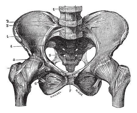 Sacroiliac Joint Pain: Downtown Toronto Chiropractor