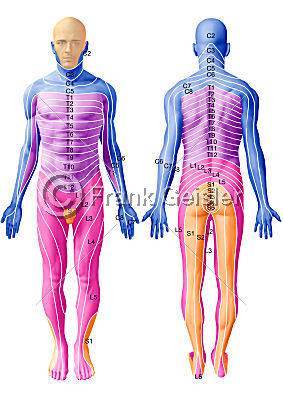 L4 Dermatome