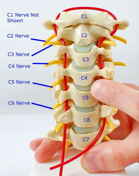 Cervical Vertebrae Labelled With Corresponding Nerve Roots Labelled As C2 Nerve etc...Toronto Downtown Chiropractor Dr. Ken Nakamura