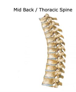 thoracic-spine mid back showing the wedge shaped discs which help for the curve of the mid back.