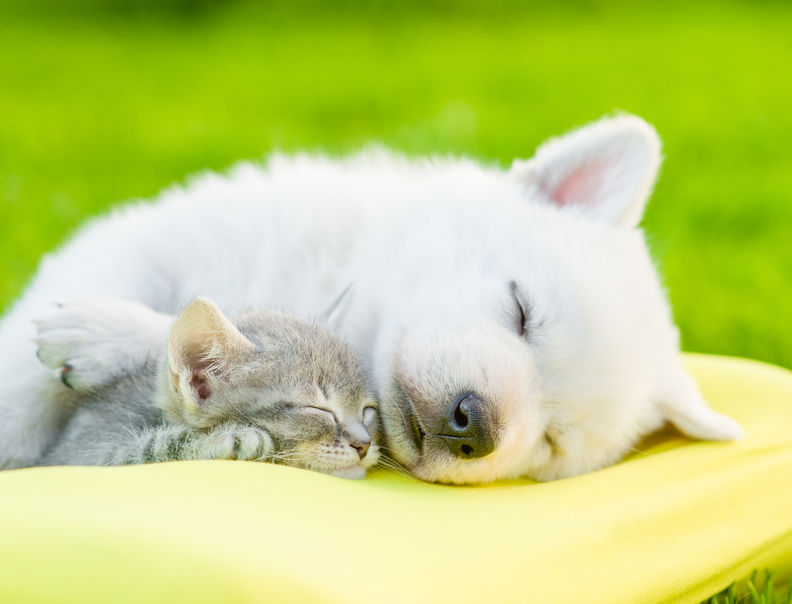 white swiss shepherd`s puppy sleeping with kitten on pillow. Cat & Dog Sleeping On The Best Pillow: Dr. Ken Nakamura Downtown Toronto Chiropractor