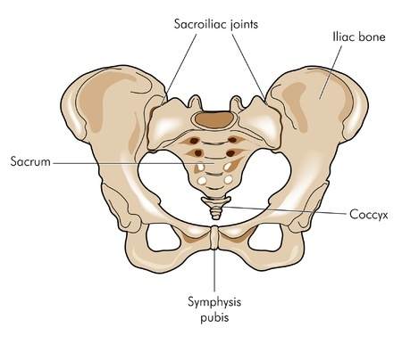 Sacroiliac Joints -Iliac bone joining sacrum: Downtown Toronto Chiropractor