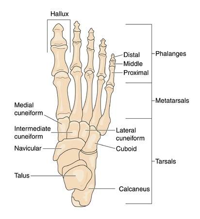 Cuboid Syndrome: Downtown Toronto Chiropractor Dr. Ken Nakamura