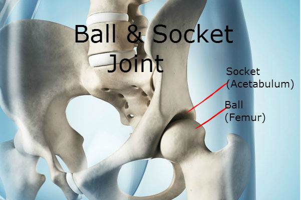 Ball & Socket Hip Joint: Hip Impingement Test: Why Do I Have Hip Pain: Downtown Toronto Chiropractor