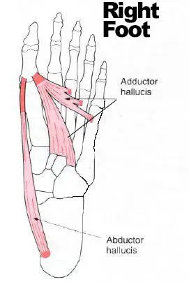 ABductor Hallucis & ADDuctor Hallucis. Think Of "ADD" for adding to the other toes for ADDuctor Hallucis