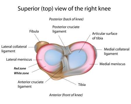 Knee Meniscus Anatomy: Exercises For Derrick Rose After Knee Meniscus Surgery - Toronto Downtown Chiropractor