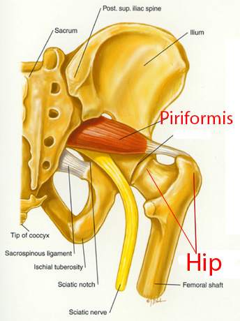 Piriformis Syndrome Can Give You Buttock Pain: Toronto Downtown Chiropractic