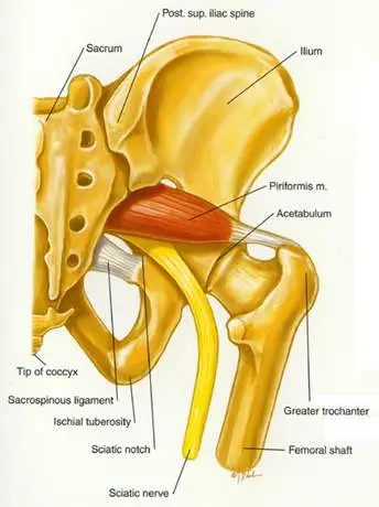 Sciatica- Piriformis Muscle and sciatic nerve