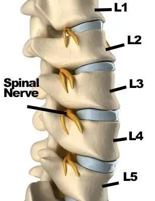 Sciatica Spinal Nerve with Lumbar Vertebrae: Best Toronto Chiropractor