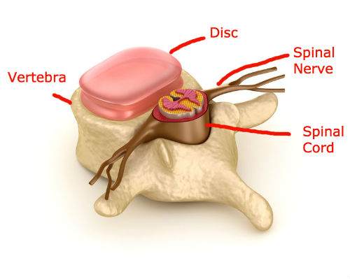 Vertebra & Spinal cord | Dr Ken Nakamura