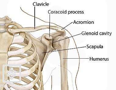 Coracoid Process attaches to the pectoralis minor. A tight pec minor contributes to a unstable shoulder. | Dr Ken Nakamura Downtown Toronto Chiropractor