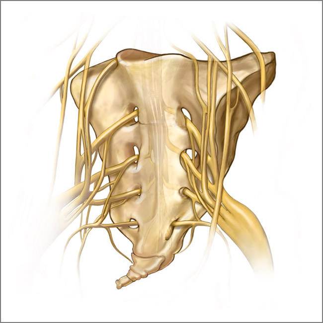 Sacrum and sacral nerves that form sciatic nerve